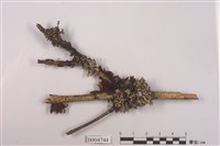 藏品(亞鈴孢衣屬)的圖片